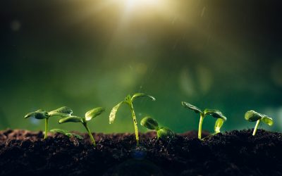 Grado en Ingeniería Ambiental