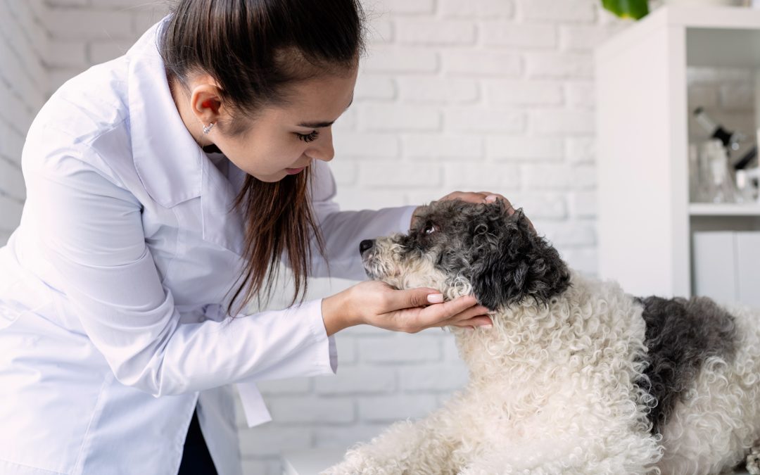 Grado en Veterinaria