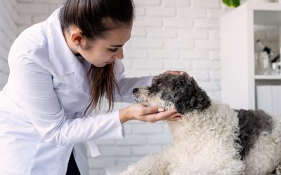 Grado en Veterinaria